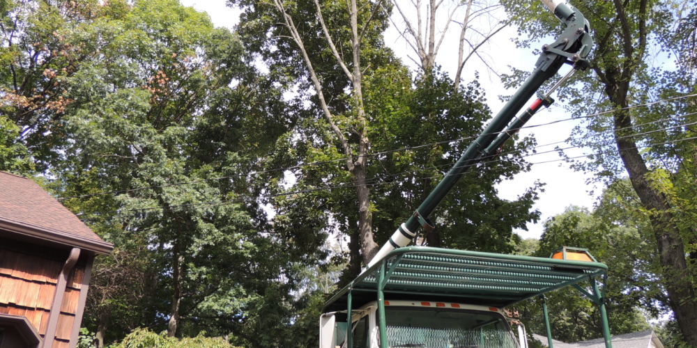 Tree Pruning