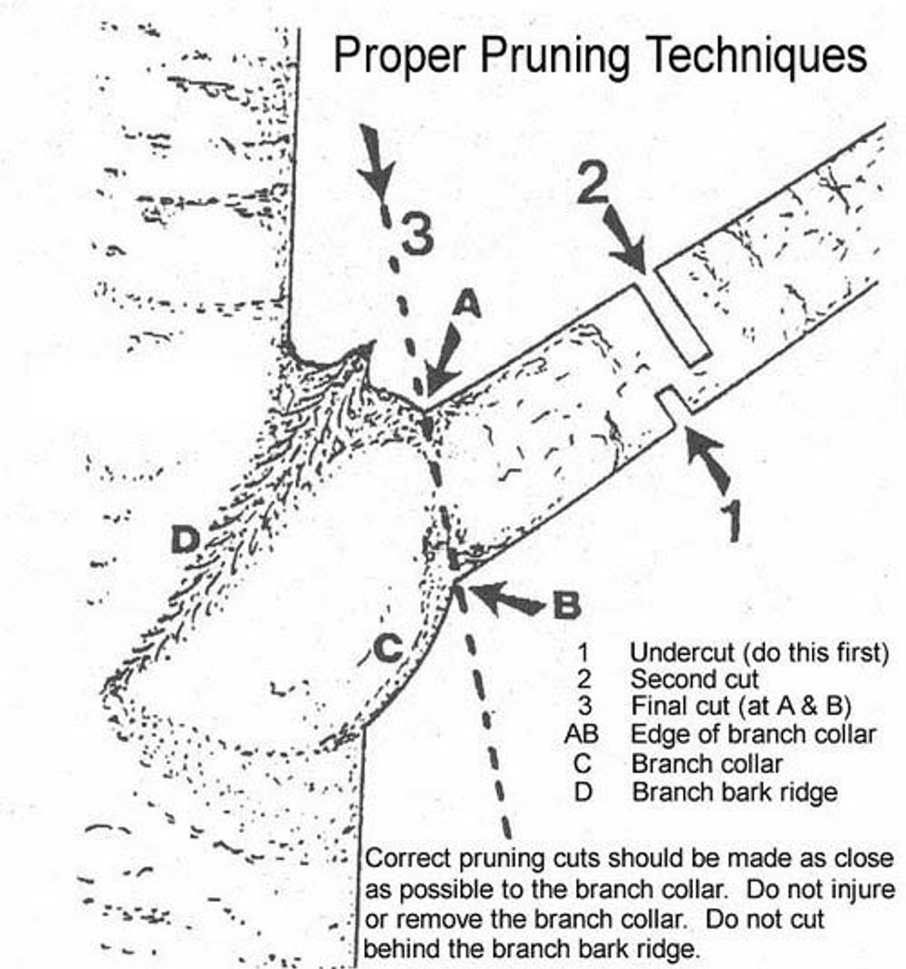 Cabling & Bracing