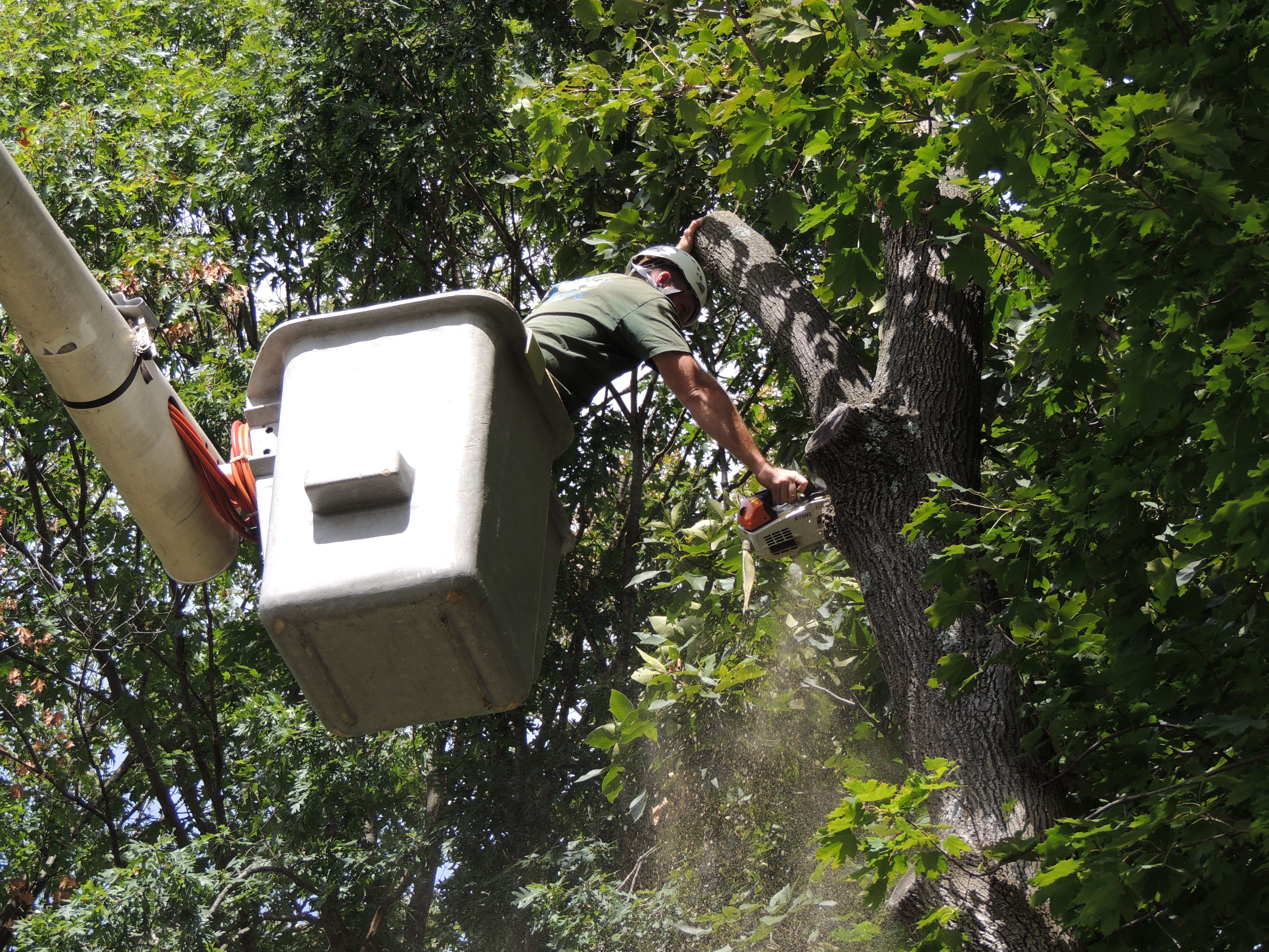 Tree Removal